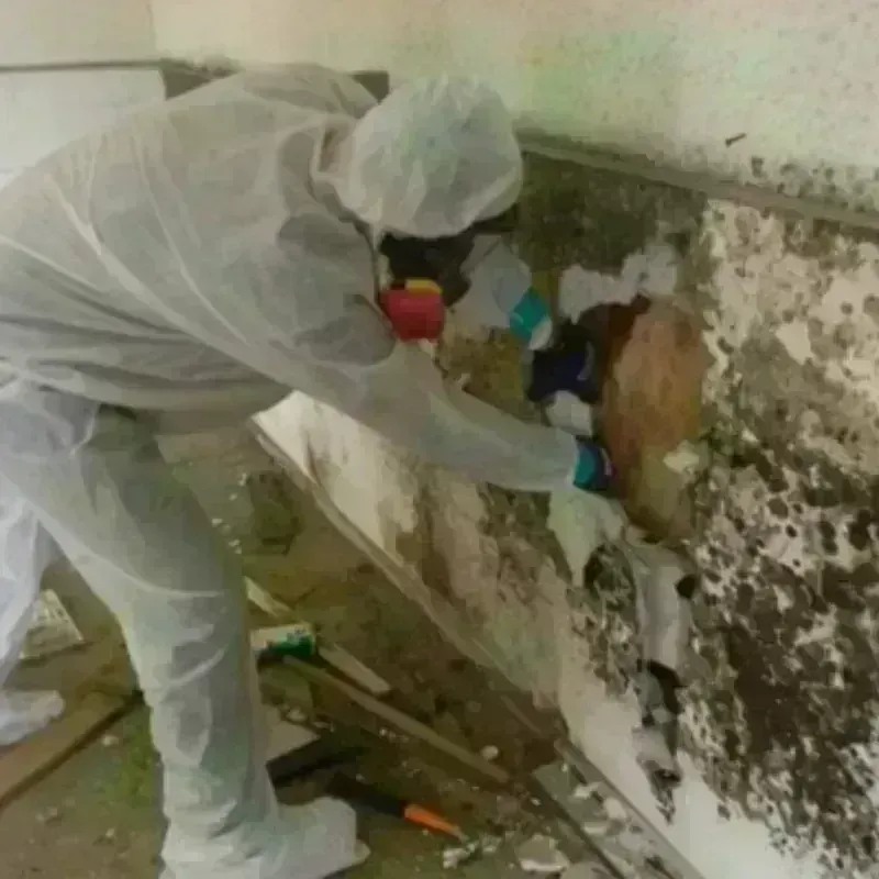 Mold Remediation and Removal in Pahala, HI